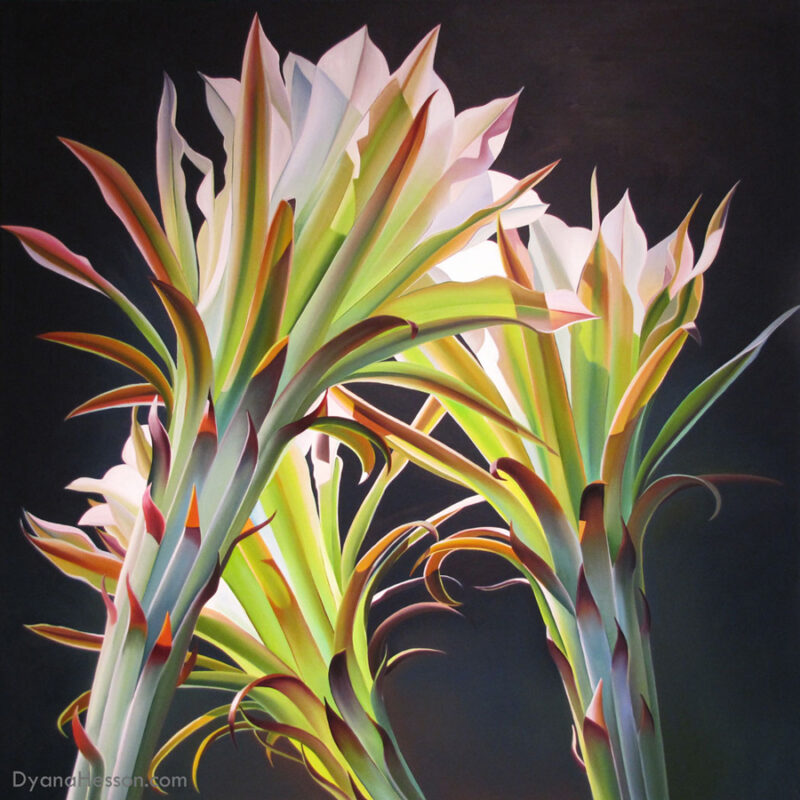 Trinity - Three Night Blooming Harrisia SOLD