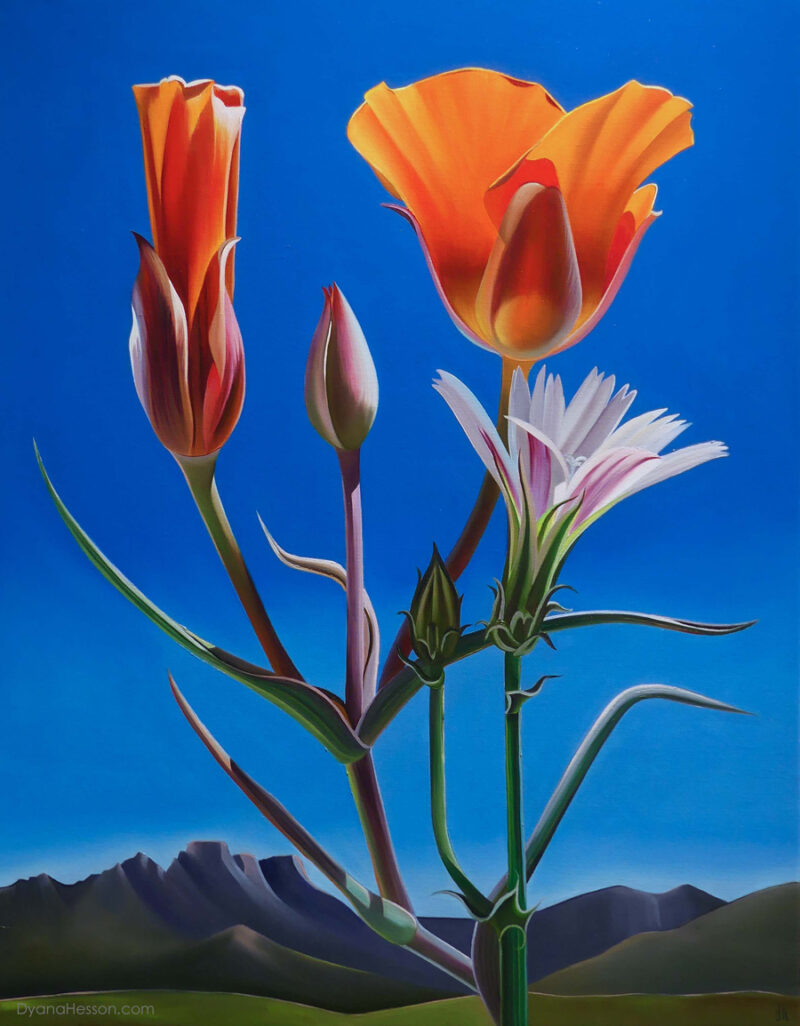 After the Rain - Mariposa Lilies and Chicory, Catalina Mountains SOLD