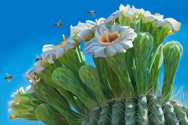 Beeline - Saguaro Blooms and Sky Near Salt River, AZ SOLD