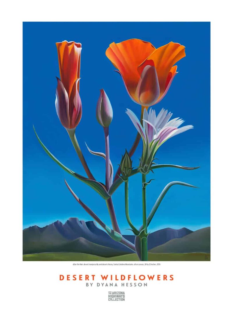 Arizona Highways Dyana Hesson Wildflower poster