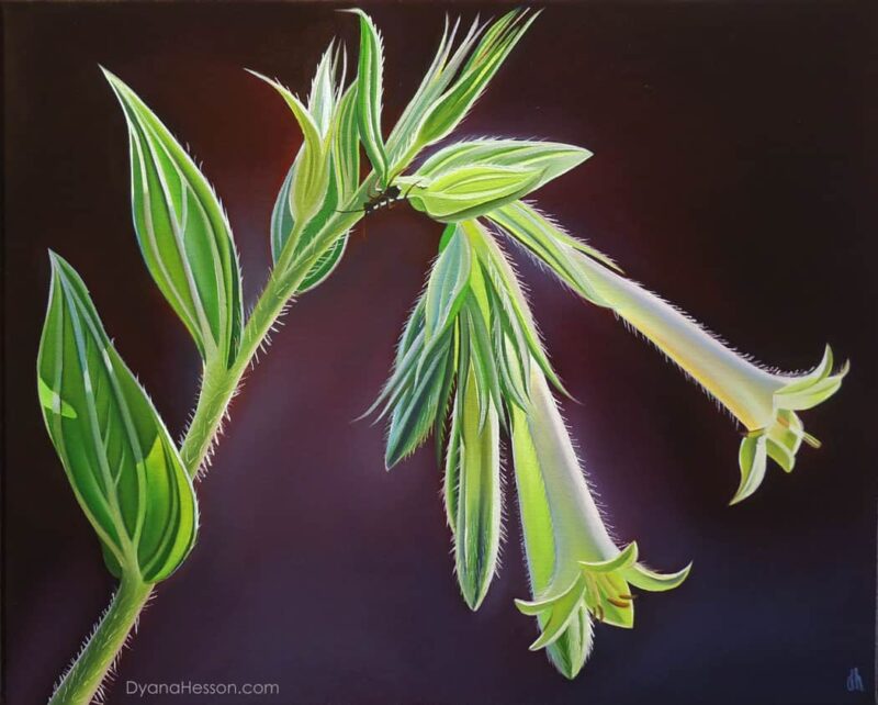 Morning Light, Green-Flowered Macromeria, X Diamond Ranch, AZ 16x20 oil on canvas Dyana Hesson