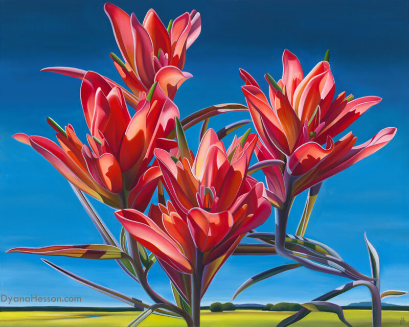 Dyana Hesson Senaca Sky Indian paintbrush