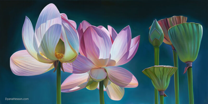 Joy, Lotus Blooms and Buds - Seaside Gardens, CA SOLD