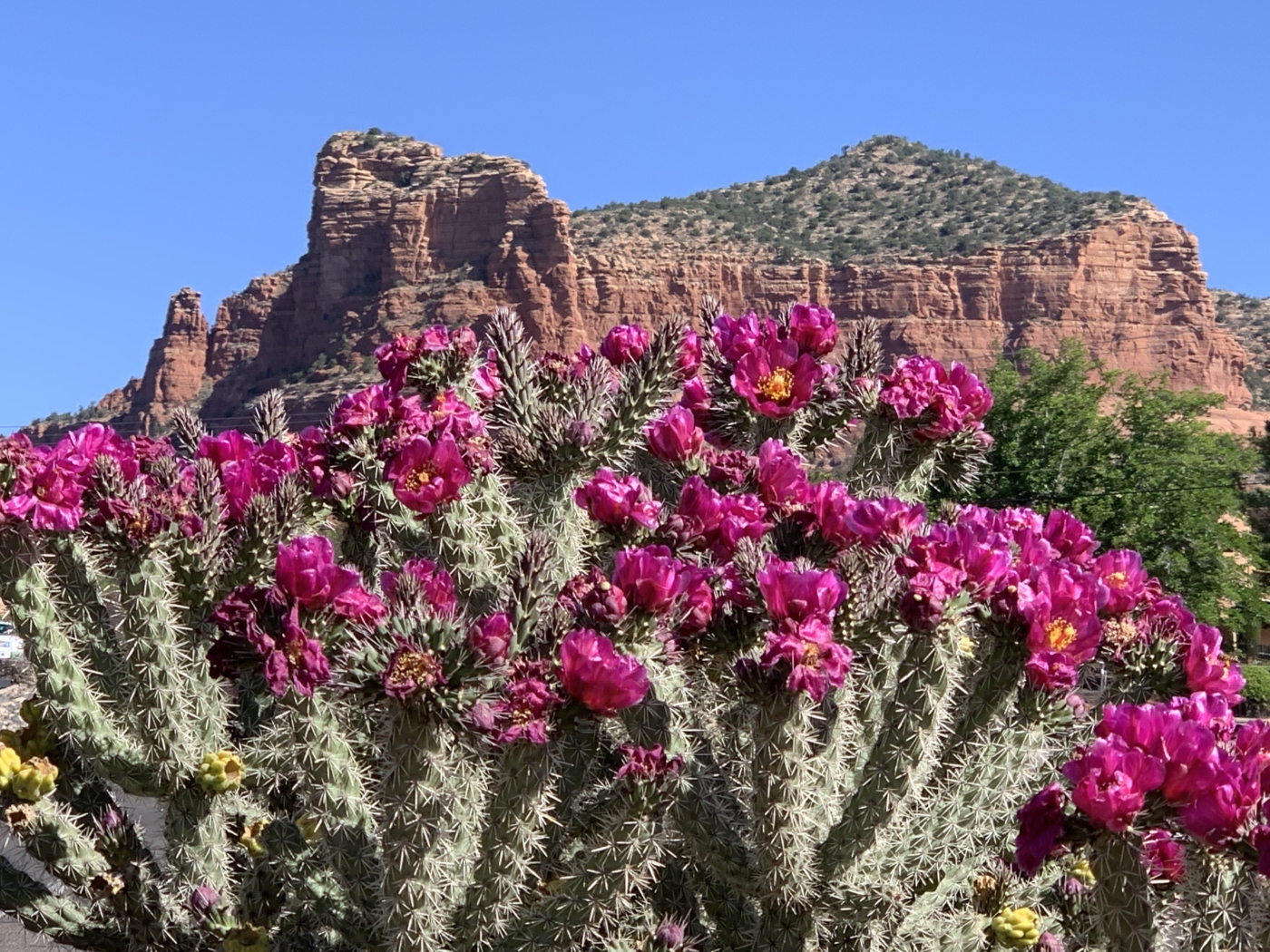 Cholla blooms Hesson