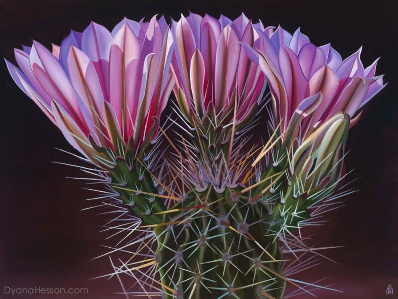 The Queen of the Foothills -Engelmann’s Hedgehog Cactus, Santa Catalina Mountains RECENTLY SOLD