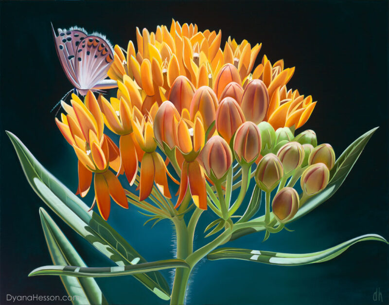 A Good Landing -  Butterfly Weed and Acmon Blue Butterfly Sierra Ancha Wilderness RECENTLY SOLD
