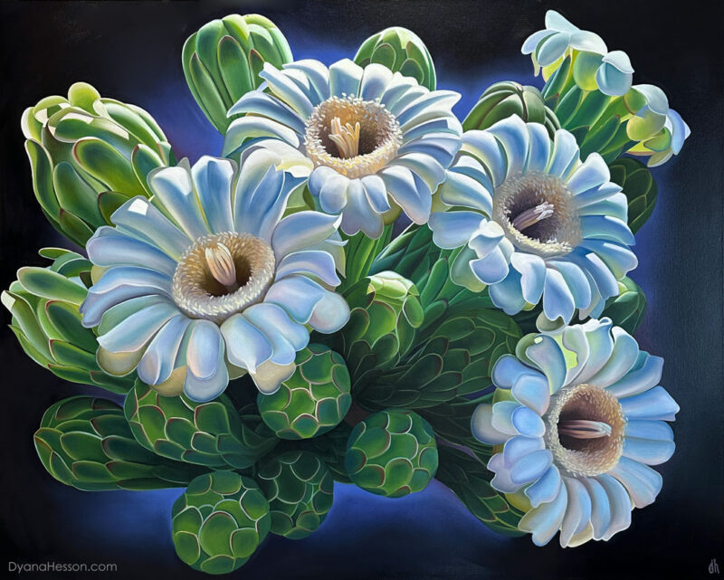 Higher Calling - Saguaro Blooms and Buds near Aravaipa RECENTLY SOLD