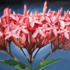 The Jungle’s Flame - Scarlett Flame Flower, Dominical, Costa Rica - Image 2