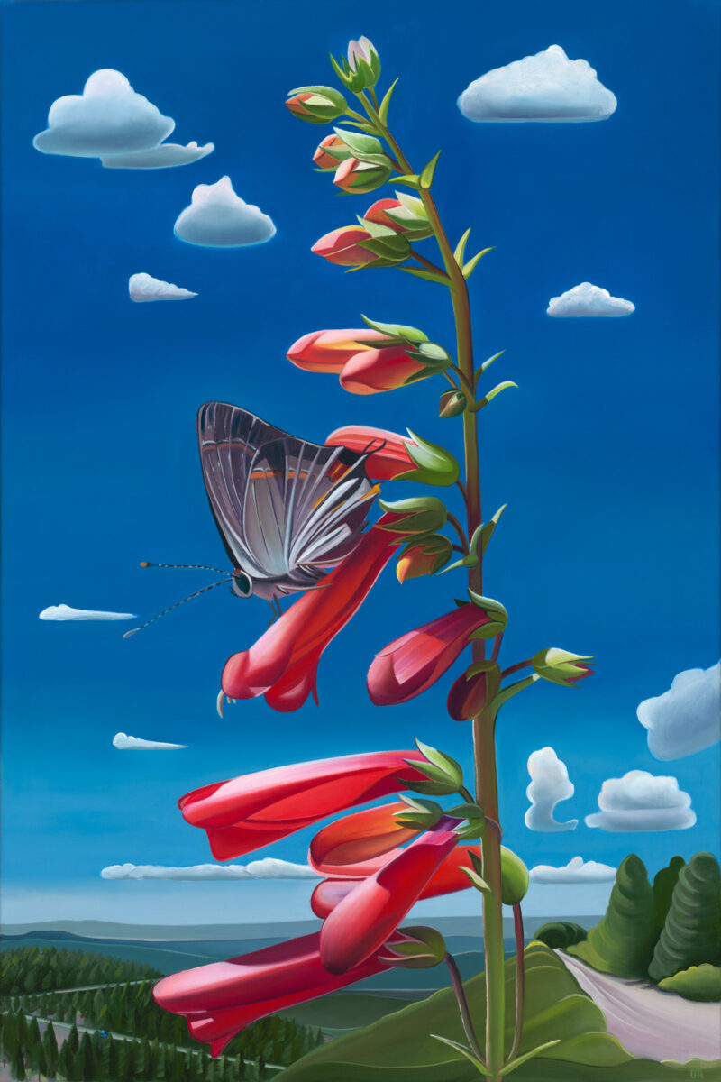 Arizona Firecrackers - Penstemon and Hairstreak Butterfly, Bill Williams Mountain, AZ RECENTLY SOLD