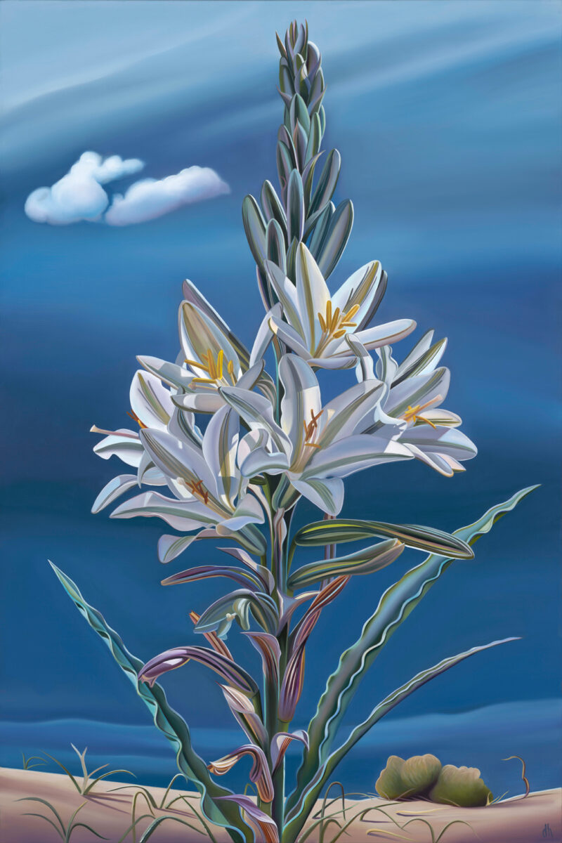 Her Name Was Lily - Ajo Lily, Havasu National Wildlife Refuge, AZ