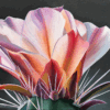 Faith, Hope and Love, Cholla Blooms, Superstition Mountains, AZ - Image 2