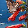 Arizona Firecrackers - Penstemon and Hairstreak Butterfly, Bill Williams Mountain, AZ - Image 3
