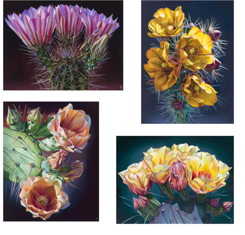 NEW! Arizona Cactus Blooms