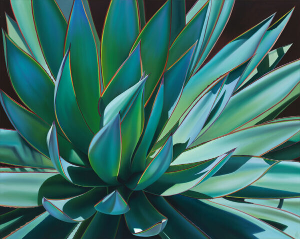 Plant in Full Sun - Agave Blue Glow