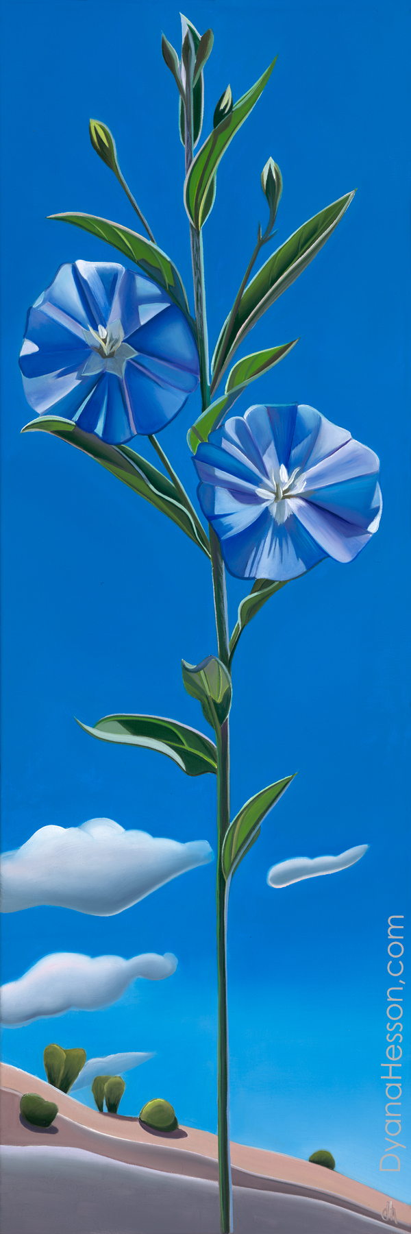 Truly Blue - Arizona Blue Eyes, Mazatzal Mountains, AZ