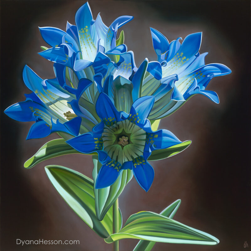 Only on Sunny Days - Parry’s Gentian, West Baldy Trail, AZ RECENTLY SOLD