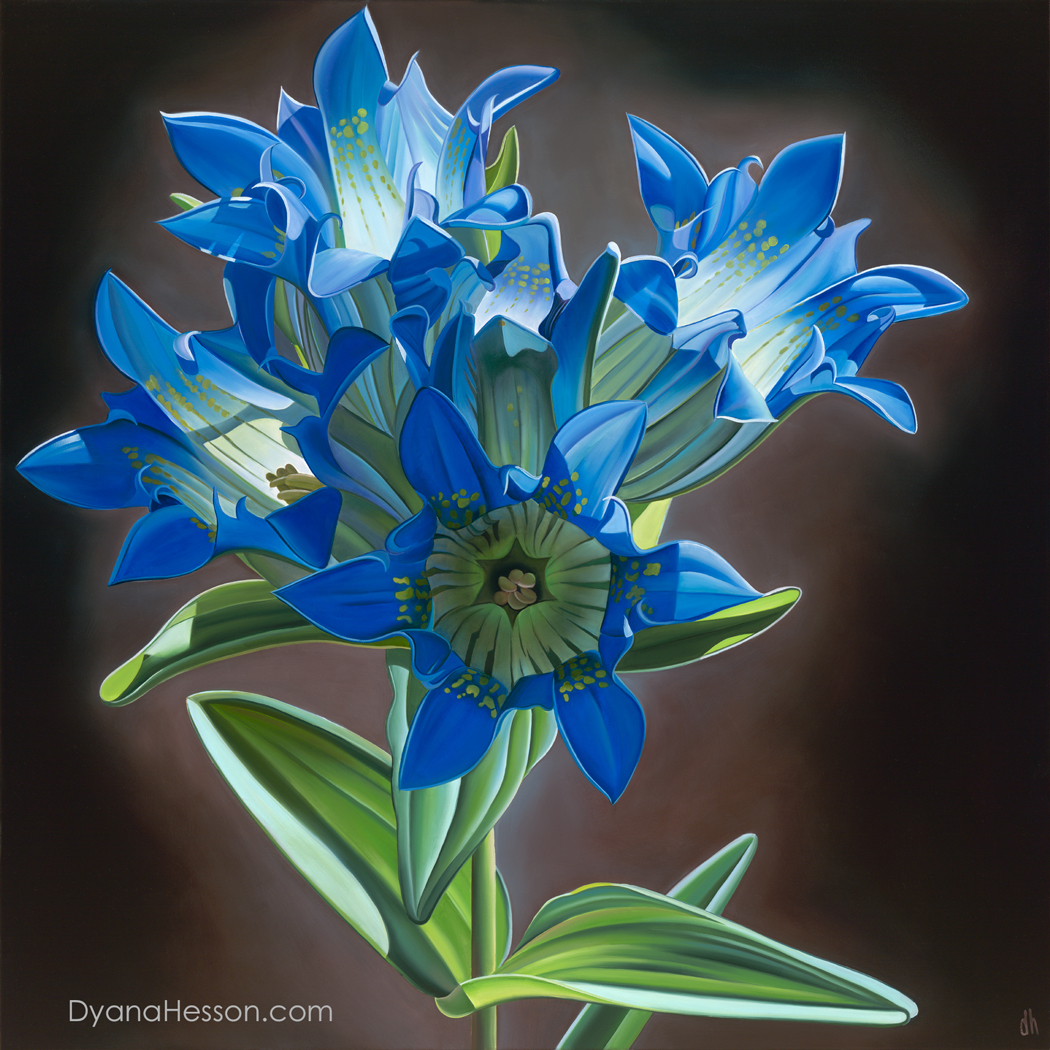 Only on Sunny Days - Parry’s Gentian, West Baldy Trail, AZ RECENTLY SOLD