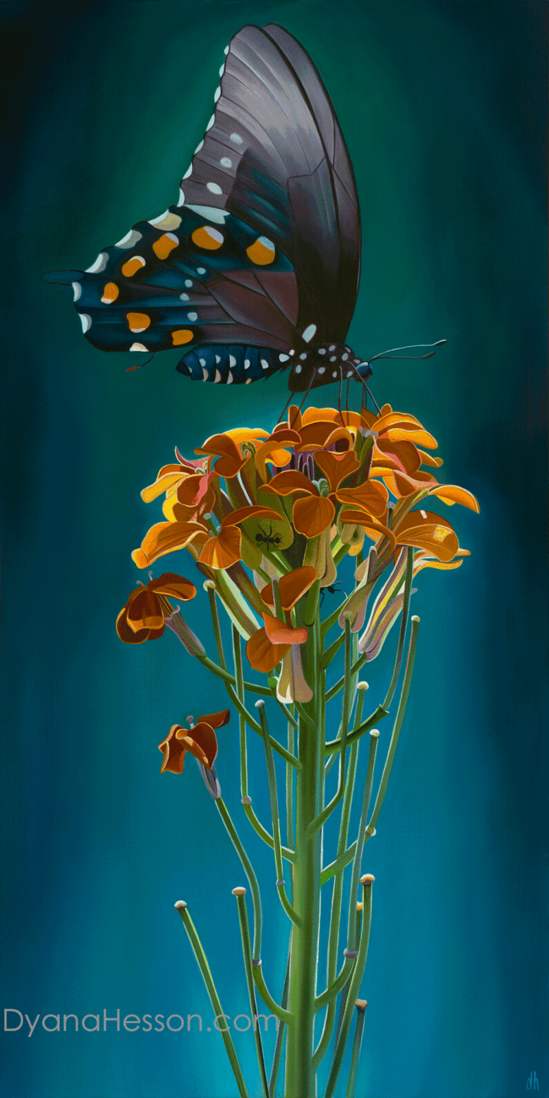 Only Here - Pipevine Swallowtail and Wallflower Mount Graham, AZ