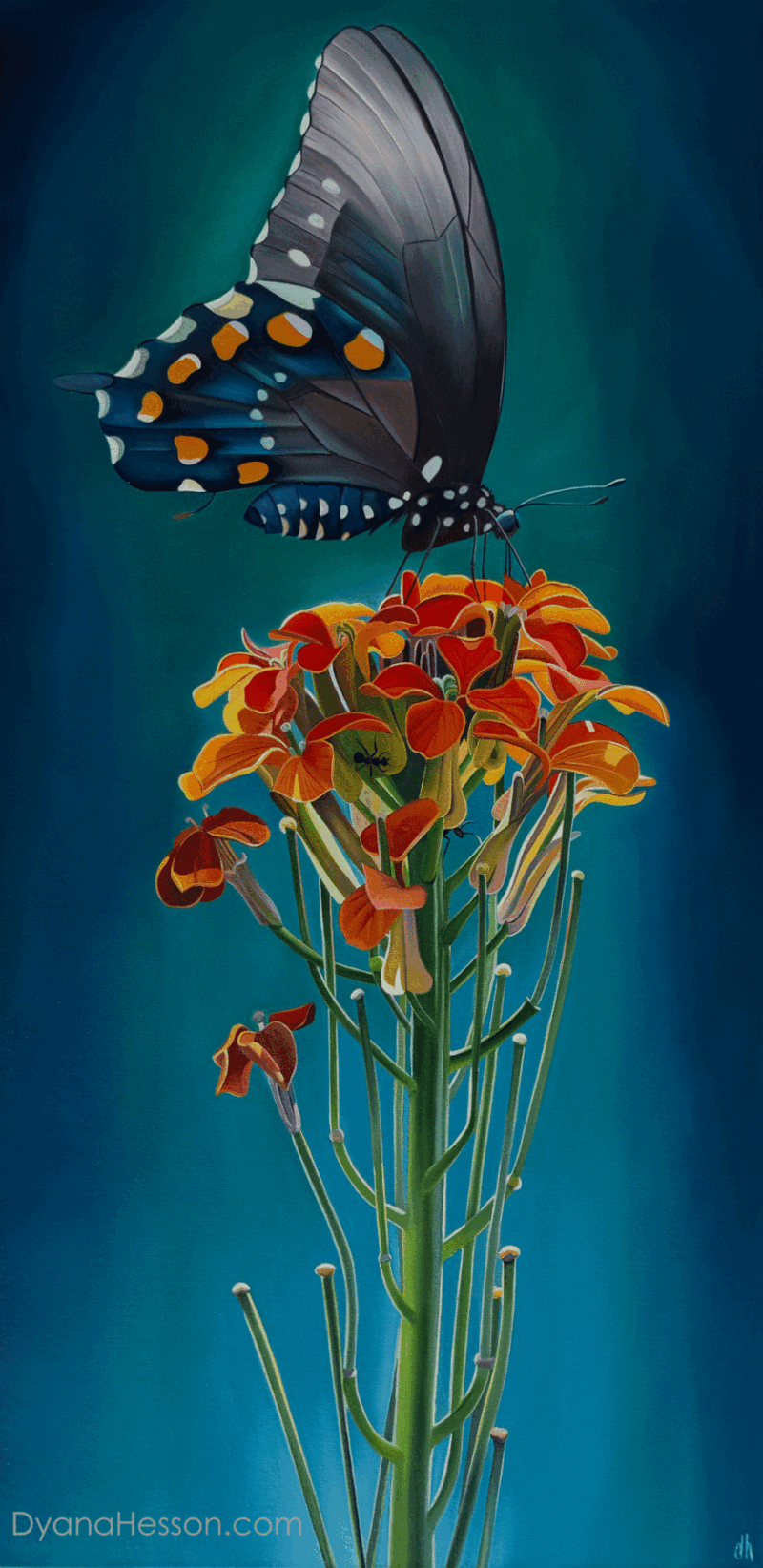 Only Here - Pipevine Swallowtail and Wallflower Mount Graham, AZ