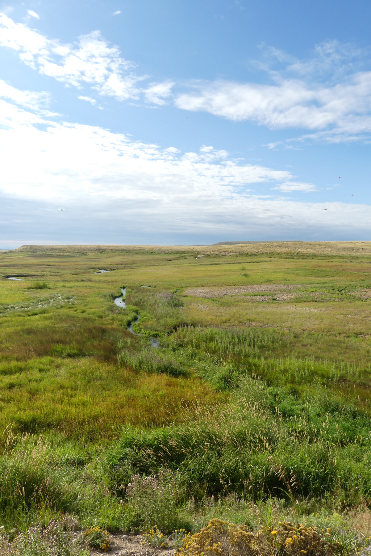 Summer in Wyoming - Blanket Flower, Alpine Flax and Aster, CL Bar Ranch, Cora, Wyoming - Image 3