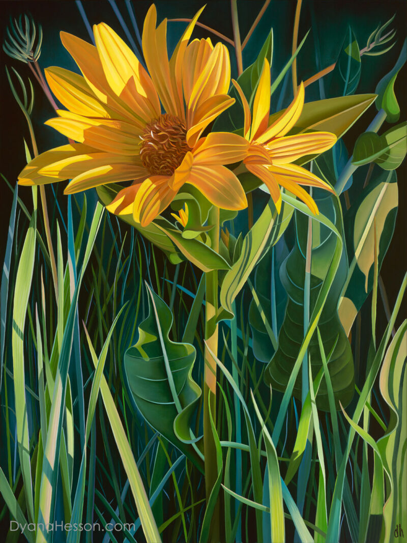 Wyoming Wildwood - Yellow Mule’s Ears, Sunset Bridger-Teton NF