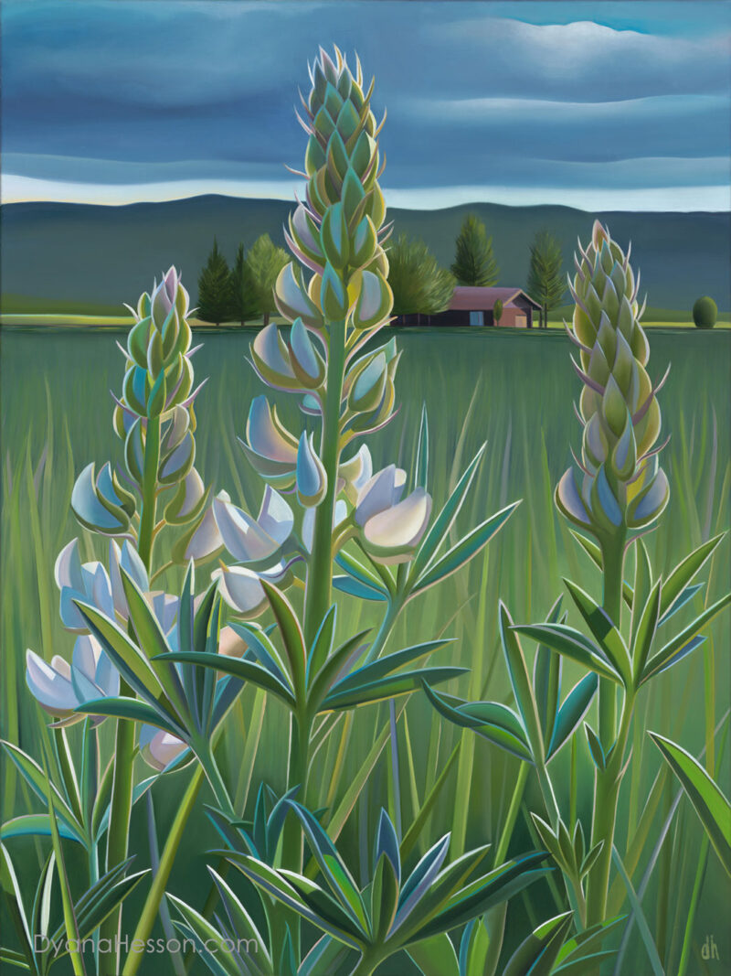 Stars of the Valley -  White Lupine, Wyoming 38x27