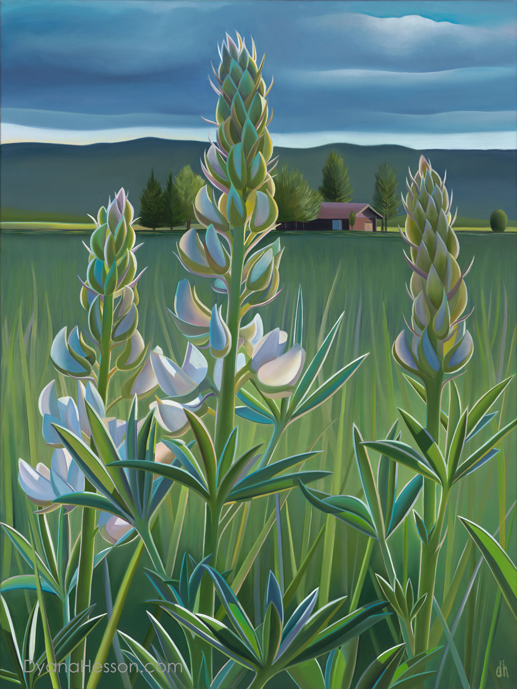 Stars of the Valley - White Lupine, Wyoming 38x27