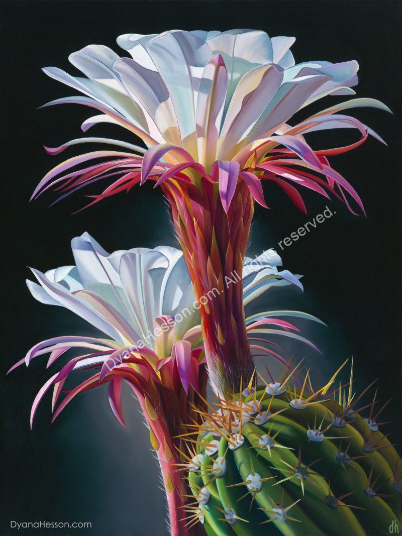 Veronika's Garden - Two Cactus Blooms 36x27